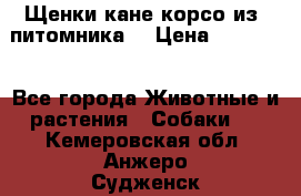 Щенки кане корсо из  питомника! › Цена ­ 65 000 - Все города Животные и растения » Собаки   . Кемеровская обл.,Анжеро-Судженск г.